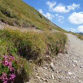 stoneman trail richtung hornischegg